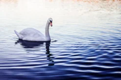 Pentax SMC 55mm f/1.2 Prime Camera Lens