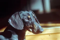 Pentax-M SMC 28mm f/2.8 Camera Lens