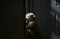 Pentax-M SMC 28mm f/3.5 Camera Lens