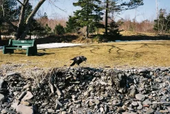 Petri - 7S. 35mm Rangefinder With 45mm F2.8 Lens