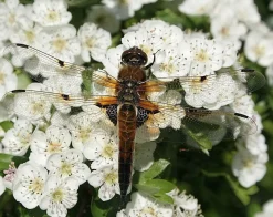 Prinz Galaxy Zoom lens 135mm f/2.8 Camera Lens