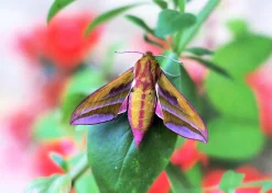 Prinzflex lens 70-162mm f/3.5 Camera Lens