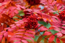 Prinzflex lens 70-162mm f/3.5 Camera Lens