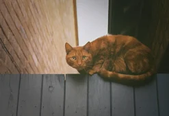 Red Olympus XA2 35mm Film Camera Point and Shoot w/ Olympus A11 Flash (Boxed)
