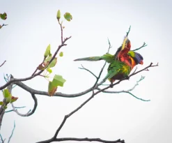 Rexatar Auto MC 135mm f/2.8 Camera Lens