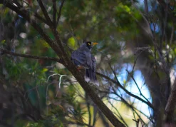 Rexatar Auto MC 135mm f/2.8 Camera Lens