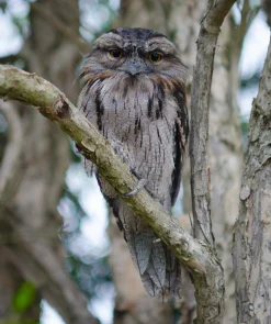 Rexatar Auto MC 135mm f/2.8 Camera Lens