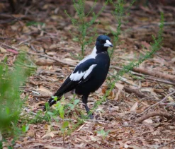 Rexatar Auto MC 135mm f/2.8 Camera Lens