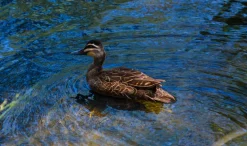 Rexatar Auto MC 135mm f/2.8 Camera Lens