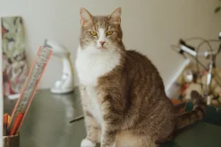 Ricoh KR-10 35mm Film Camera w/ 50mm Lens