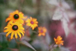 Ricoh KR-10 Super 35mm SLR Film Camera With Original f/2 50mm Prime Lens