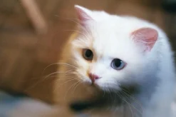 Ricoh KR-10 Super 35mm SLR Film Camera With Original f/2 50mm Prime Lens