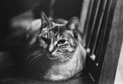 Ricoh 500RF Rangefinder 35mm Film Camera With Rikenon 40mm F2.8 lens