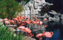 Ricoh SingleX TLS 35mm Film Camera with f/2.2 55mm Lens