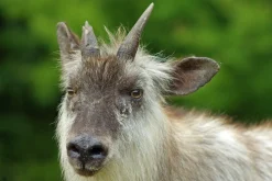 Ricoh XR Rikenon 135mm f/2.8 Camera Lens