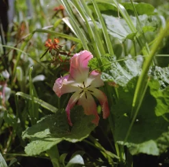Rollieflex Old Standard 621 With 75mm F3.8 Lens. TLR 6X6 Medium Format Film Camera.