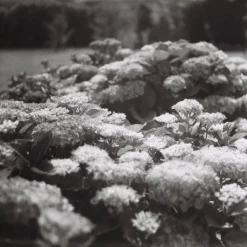 Rollieflex Old Standard 621 With 75mm F3.8 Lens. TLR 6X6 Medium Format Film Camera.