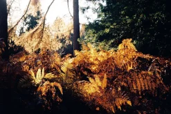 Samsung FINO 140 Super 35mm Film Camera Point and Shoot