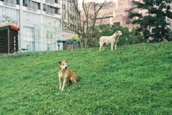 Sigma Mini Wide 28mm f/2.8 Camera Lens