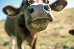 Sigma 35mm f/2.8 Camera Lens