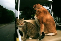 Sigma Zoom Pie 35mm f/3.5 Camera Lens