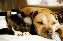 Sirius MC OM Mount 28mm f/2.8 Camera Lens