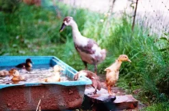 SMC Pentax-M 135mm f/3.5 Camera Lens