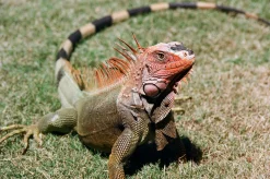 Super Travenar 28mm f/2.8 Camera Lens