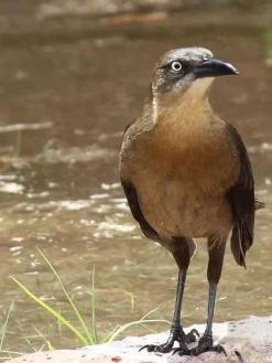 Tamron 200mm f/3.5 Camera Lens