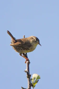 Tamron 200mm f/3.5 Camera Lens