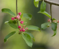 Tamron 200mm f/3.5 Camera Lens