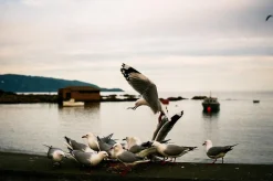 Tokina RMC 28mm f/2.8 Camera Lens