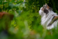 Tokina RMC 135mm f/2.8 Camera Lens