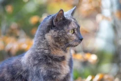 Travenar 28mm f/2.8 Camera Lens