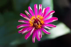 Travenar 28mm f/2.8 Camera Lens