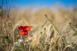 Travenar 28mm f/2.8 Camera Lens