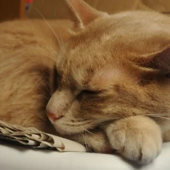 Vivitar 28mm f/3.5 Camera Lens