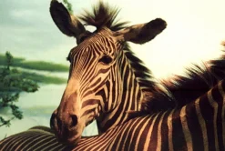 Yashica 230-AF Auto 35mm Film Camera w/f1.8 50mm Lens and Flash