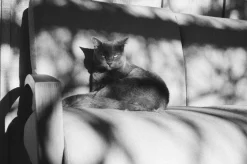 Yashica Electro GSN 35mm Film Camera With Yashinon Lens - 45mm f1.7, Wide Angle f1.4 and Telephoto f1.4 Adapter.